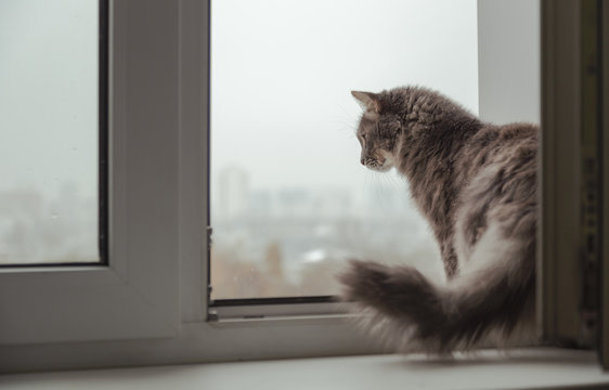 Fluffy cat looking out the window to the city