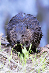 Beaver feeding on plant, near water