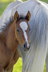 Fototapeta premium Curious Bay Foal standing close to mother for protection.