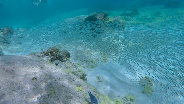 couple snorkeling underwater in Virgin Gorda, British Virgin Islands