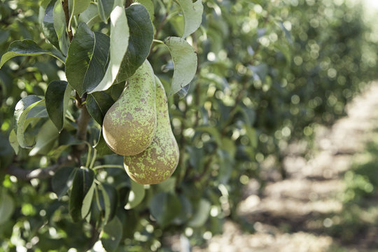 Pear trees field