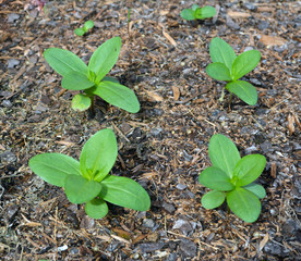 Growing Zinnia/Growing zinnia plants in the dirt