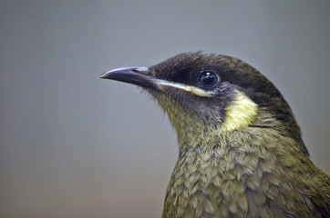 honeyeater