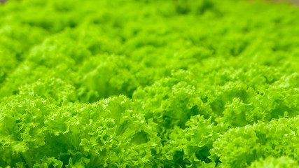 Obraz premium Green leaf lettuce. Food production in hydroponic plant.