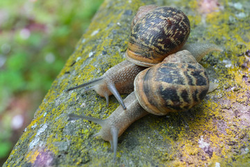 Snails couple
