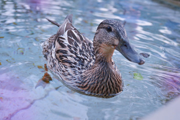 Magic Duck!