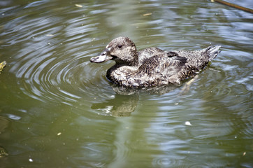 freckled duck