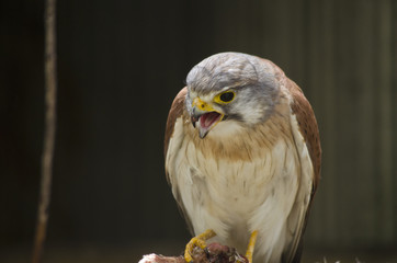 nankeen Australian kestrel