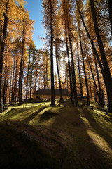 Obraz premium paesaggio autunno larici alberi autunnale colori autunno bosco 