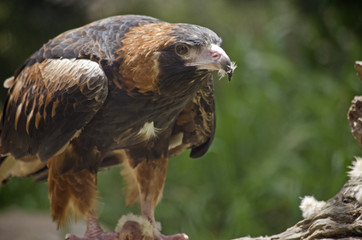 black breasted buzzard