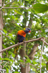 Parrot