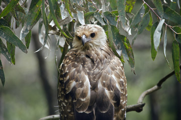 whistling kite