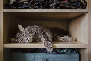 Chewie the cat resting on a wardrobe shelf 1