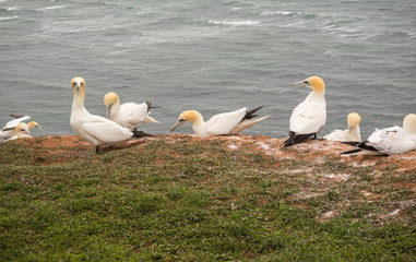 Gulls