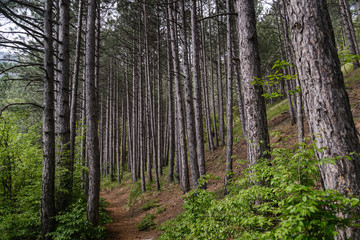 Fototapeta na wymiar Footpath through a pine forest