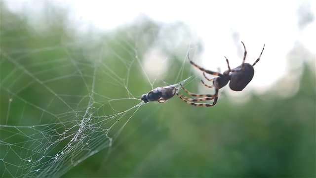 Spider hunting his victim against green background, slow motion