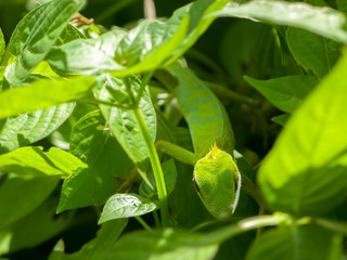 Green crested lizard Bronchocela cristatella hunting the insects