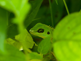 Green crested lizard Bronchocela cristatella hunting the insects