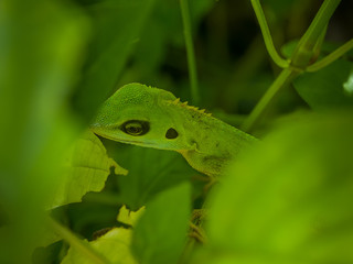 Green crested lizard Bronchocela cristatella hunting the insects