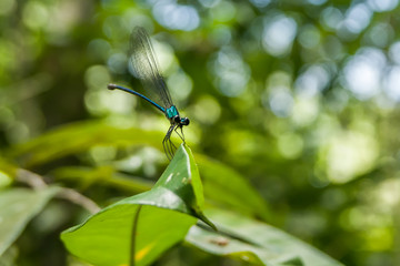 Blue turquoise dragonfly on a leaf
