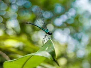 Blue turquoise dragonfly on a leaf