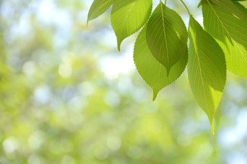 Fototapeta na wymiar background with sun shining through the green leaves 