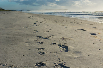 Trail of footprints on the beach fading into the distance.  Ocean view.  North Carolina sands. 