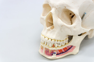 Human skull model