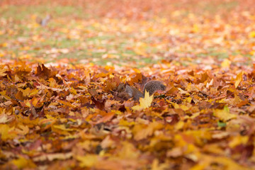 Ein Eichhörnchen sitzt im Herbstlaub