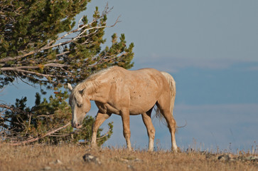 Palomino colored Wild Horse Band Stallion in the Pryor Mountain Wild Horse range in Wyoming - Montana USA