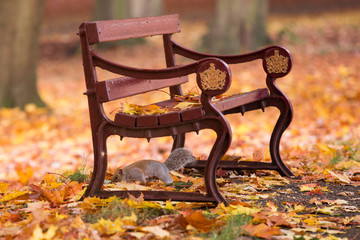 Fototapeta na wymiar Ein Eichhörnchen sitzt im Herbstlaub