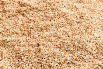  paddy jasmine rice