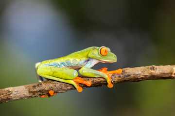 green frog with red eyes from Nicaragua. Agalychnis callidryas