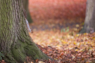 Ein Eichhörnchen krallt sich an einem Baum fest