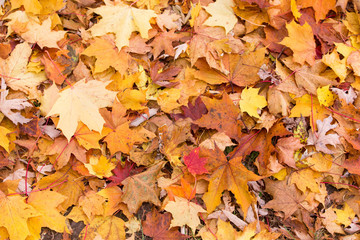 Plakat Blätter Textur in herbstlichen Farben