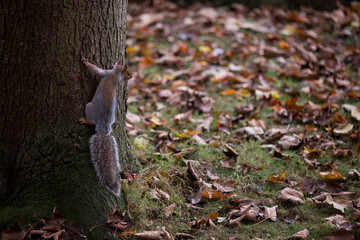 Ein Eichhörnchen krallt sich an einem Baum fest