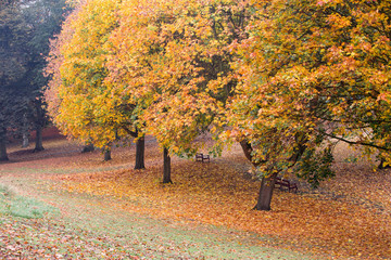 Herbstlandschaft mit bunten Blättern an den Bäumen