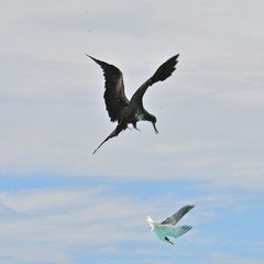 Great frigate bird chasing a tern