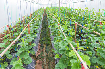 Fototapeta na wymiar young sprout of japanness melons or green melons or cantaloupe melons plants growing in greenhouse 