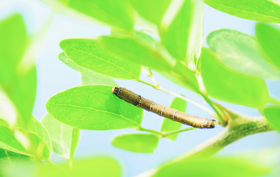 worm