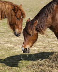 Beautiful ponies eating hay