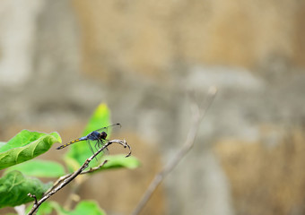 dragonfly