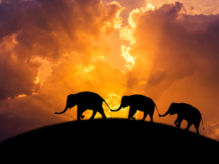Naklejka premium sylwetka słonie związek z tułowiem trzymają rodzinny ogon idący razem na zachód słońca