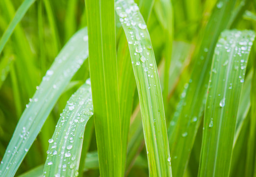 Fresh Lemongrass Leaves,closeup Shot. 