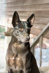 Young black sitting dog.
