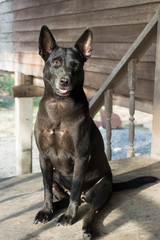Young black sitting dog.