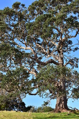 Tall tree with curly branches and blue sky behind it.