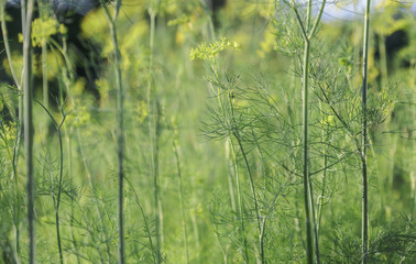 Garden dill stems