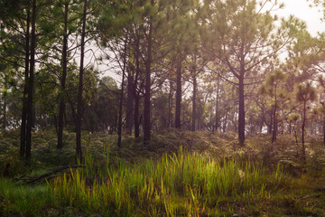 Pine forest evening.