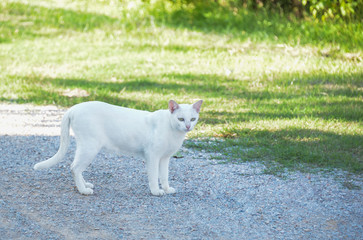 Obraz premium White cat